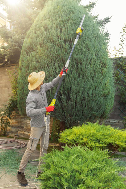 Best Hedge Trimming  in Lawrencevle, IL